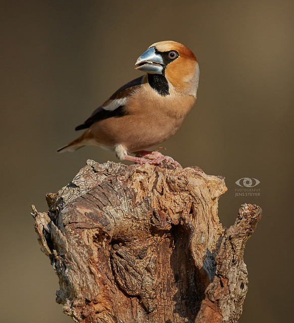 Zoom in for details!   Kernbeißer (Coccothraustes coccothraustes) - Hawfinch         ·  ·  ·   (1DX_9563)