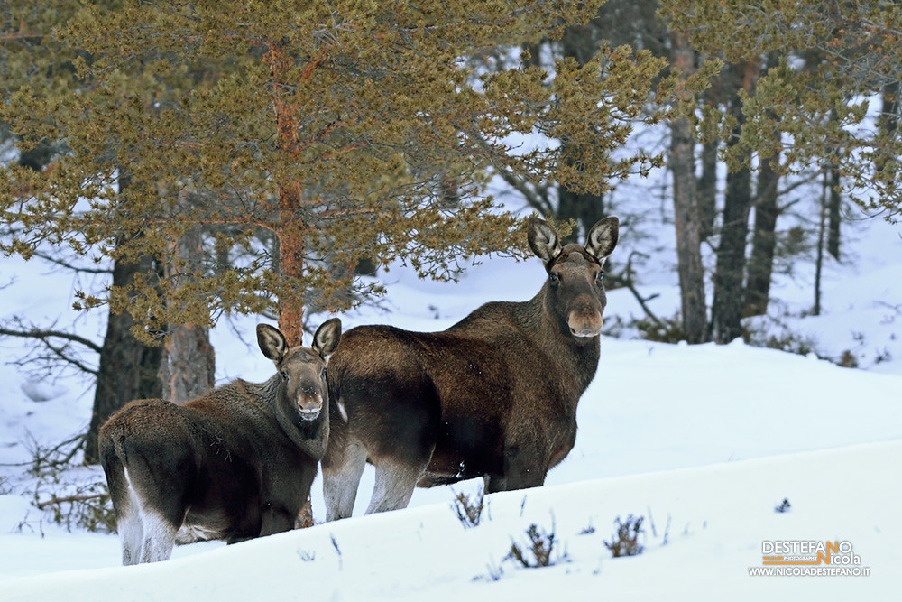 Elk (Alces alces alces)