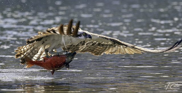 Osprey and salmon
