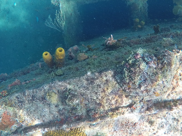 Close-up of Coral on Ship Wreck in Barbados