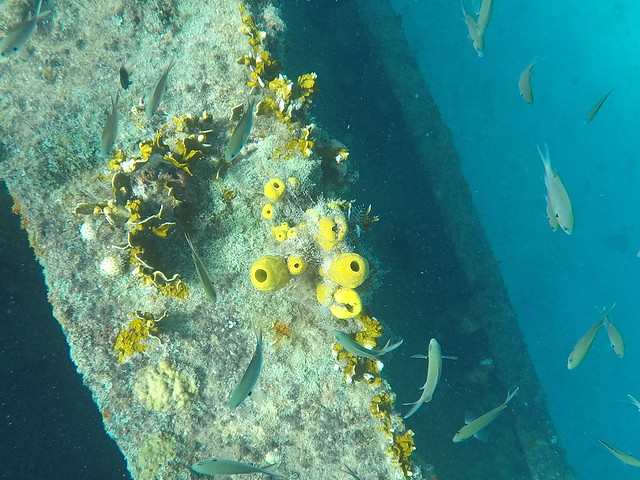 Close-up of Coral Growing on Ship Wreck in Barbados