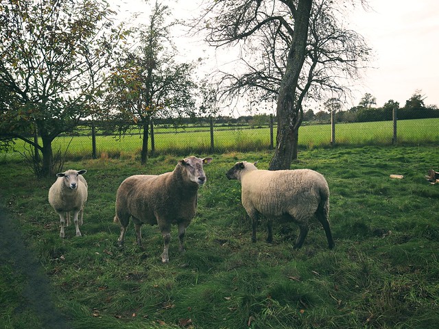 Schafe als Rasenmäher beim Nachbarn | 14. Oktober 2019 | Tarbek - Schleswig-Holstein - Deutschland