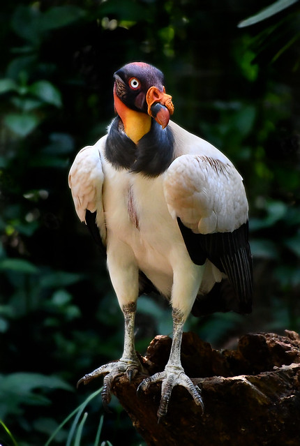 King Vulture - Foz de Iguazu Bird Park