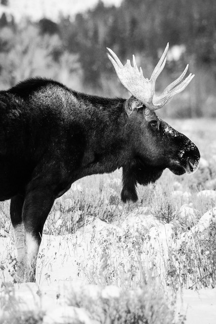 Bull Moose, Antelope Flats, Grand Teton National Park. December, 2019.