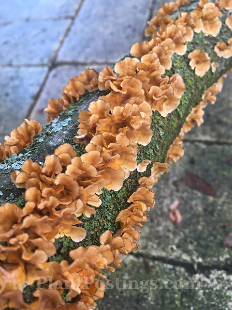 fungi and lichens 1