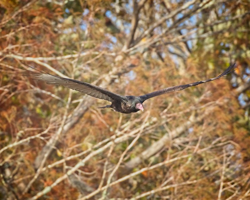 Turkey vulture soaring at Manatee Springs