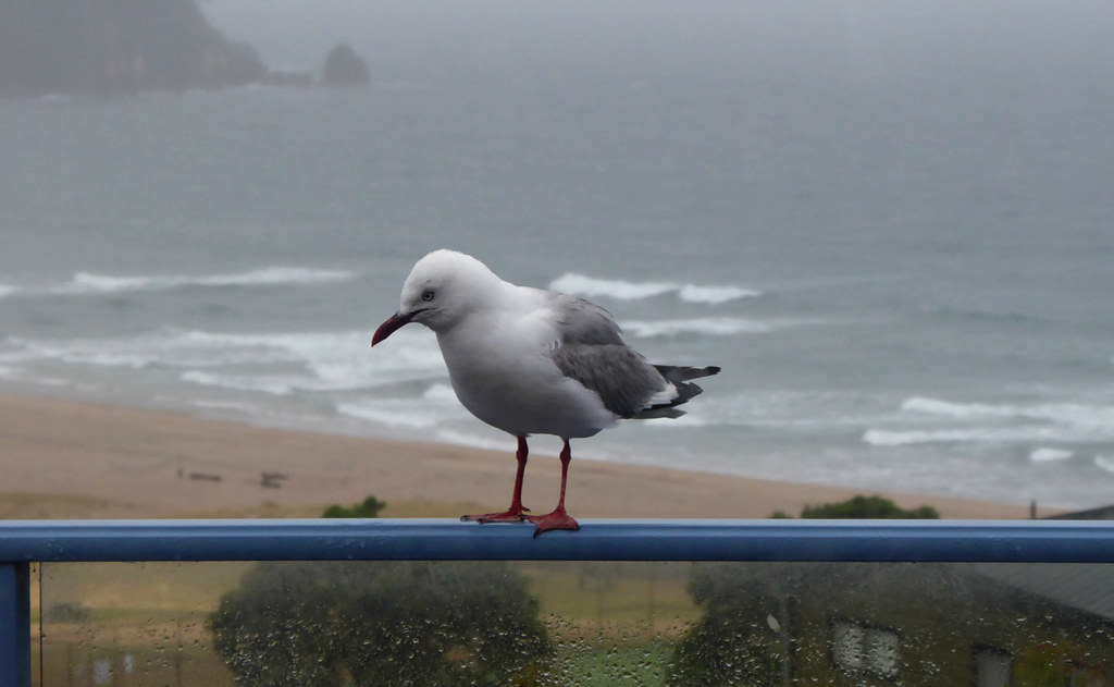 Seagull on a Dreary Day