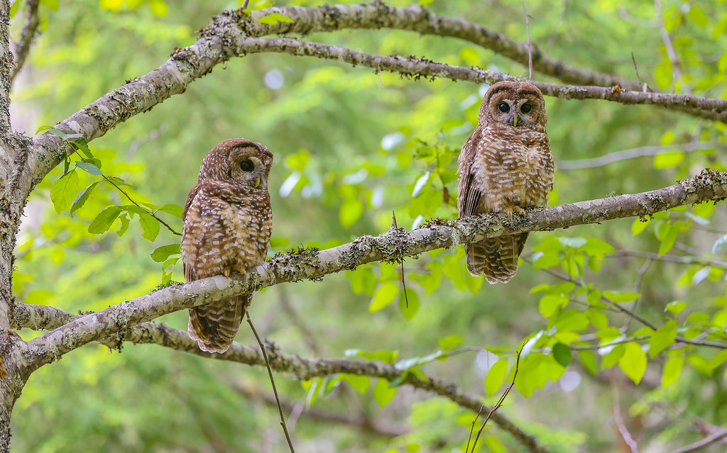 Northern Spotted Owl pair