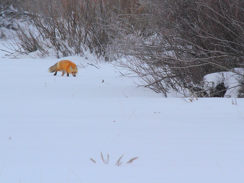 IMG_4394 Red Fox, Grand Teton National Park