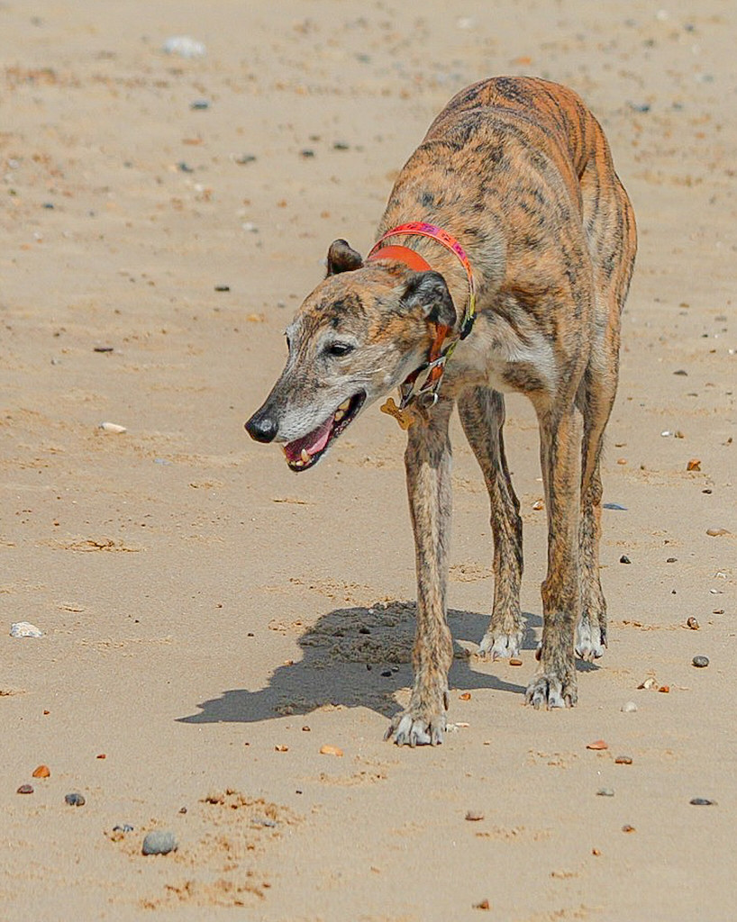 Greyhound on the beach