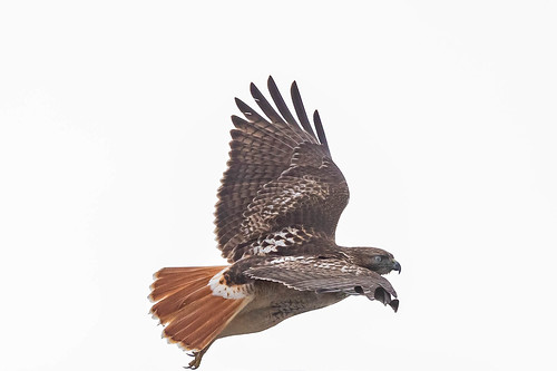 butlercounty westchester ohio voa voiceofamericapark places redtailedhawk birds