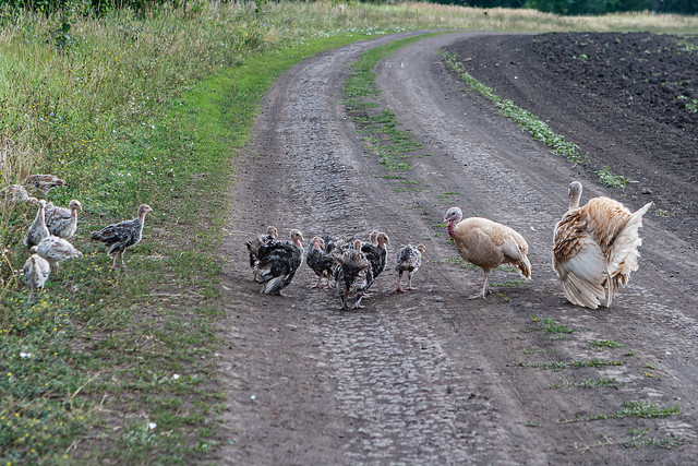 A family of domestic turkeys crosses the road