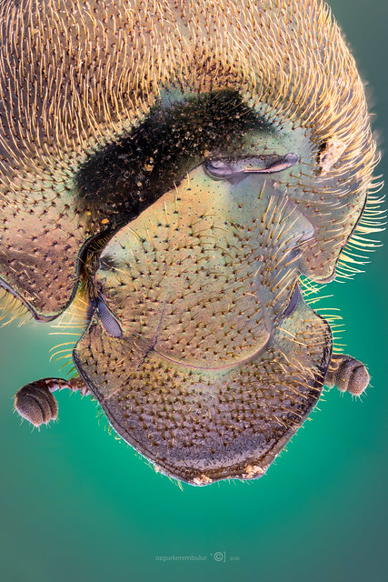 Onthophagus fissicornis