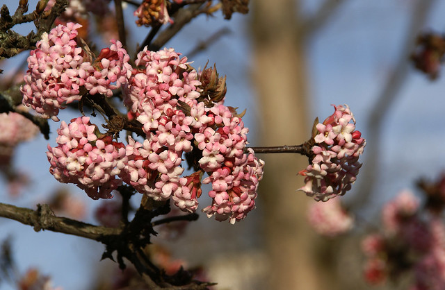 Schneeball, Bodnant- / Pink Dawn Viburnum (Viburnum bodnantense Dawn)