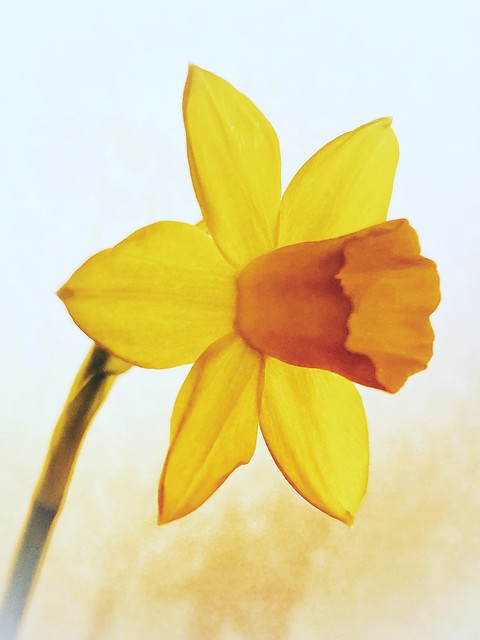 First daffodil this year!