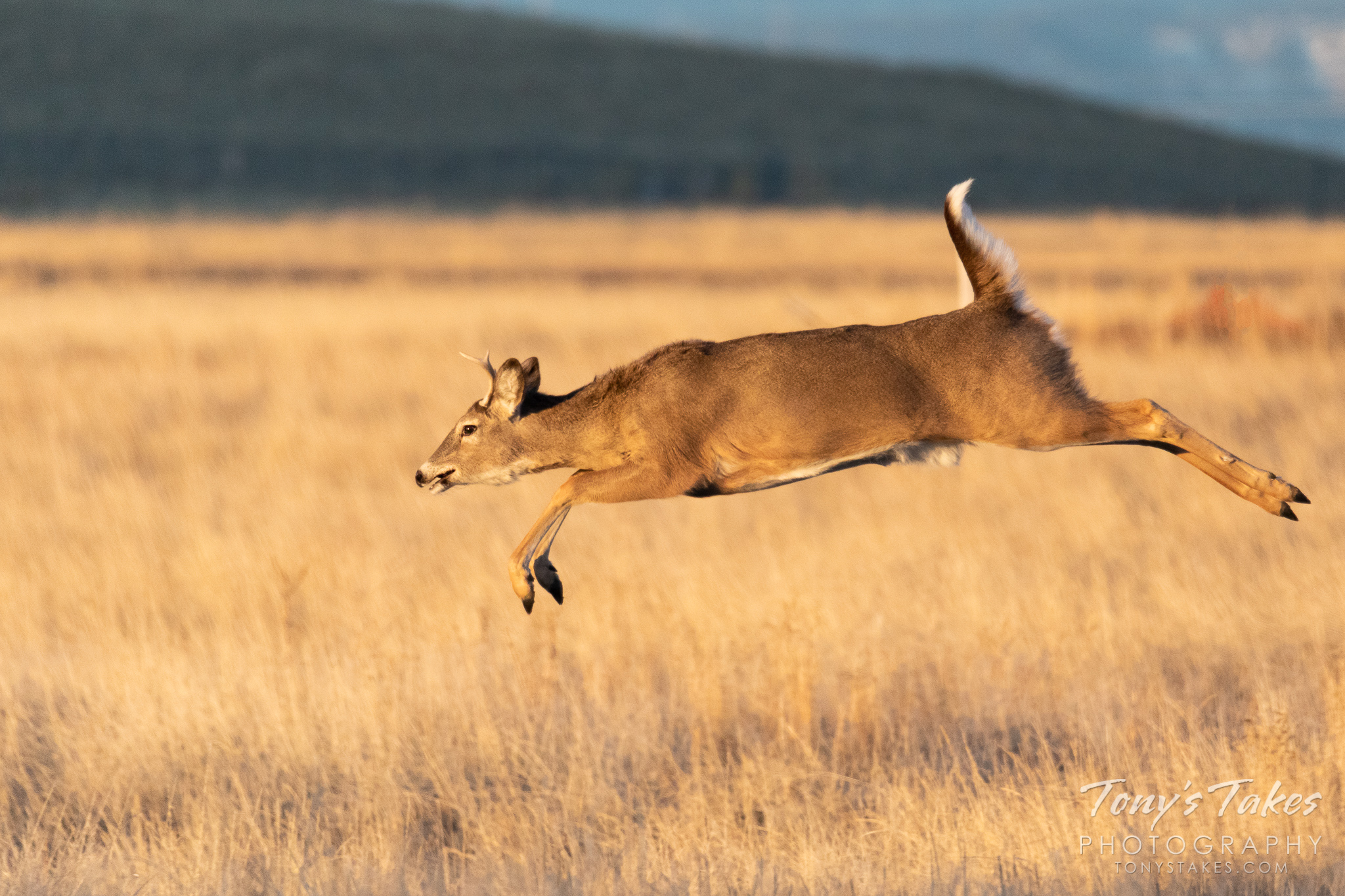 A young white-tailed deer buck bounds across the plains. (© Tony’s Takes)