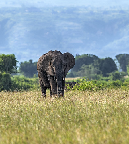 uganda queenelizabethnationalpark nationalpark elephant