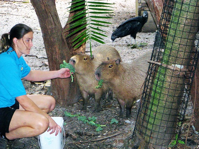 Feeding capybaras 1491