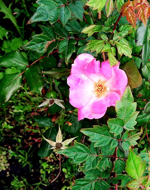 Pink Rose bloom