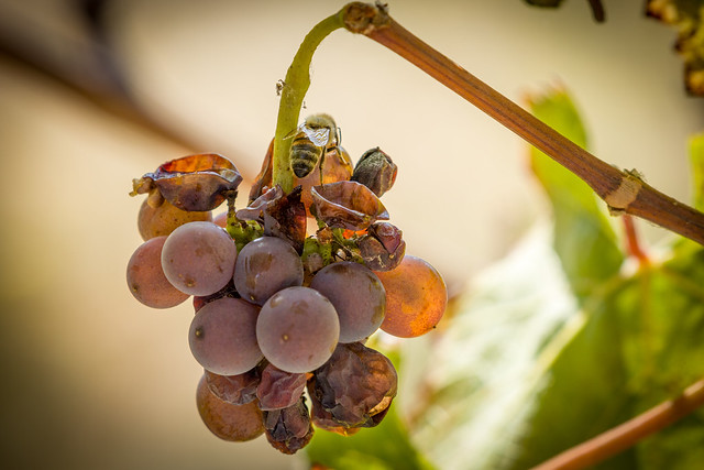 Honeybee on Grapes