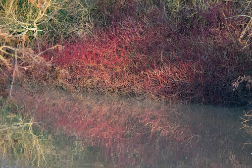Red reflection: dogwood
