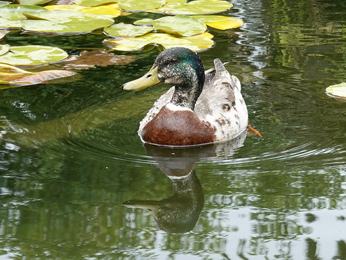 duck napier reflection ente tiere animals birds newzealand reflections 021782 rx100m6 outdoor outside nature natur seerose waterlily tmi legacy