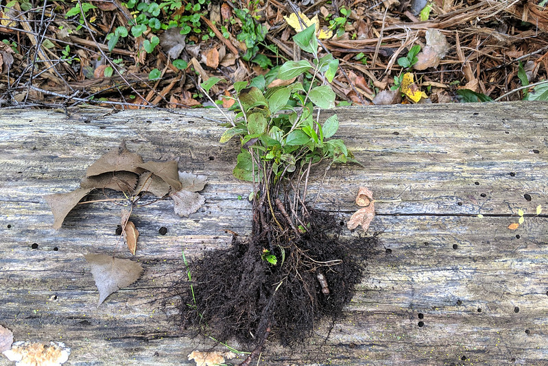 A dozen small buckthorn seedlings draped over a downed log.