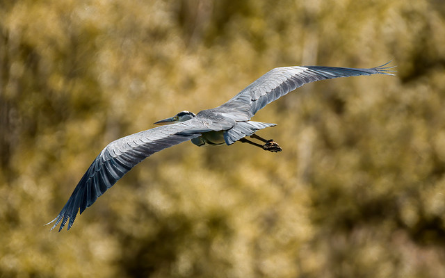 a Heron in flight