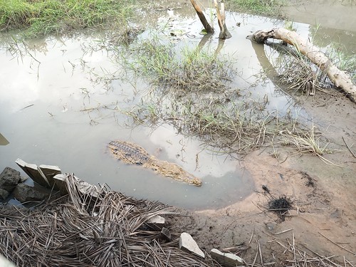 2019 2019ghana ghana zoococodrilos adafoah