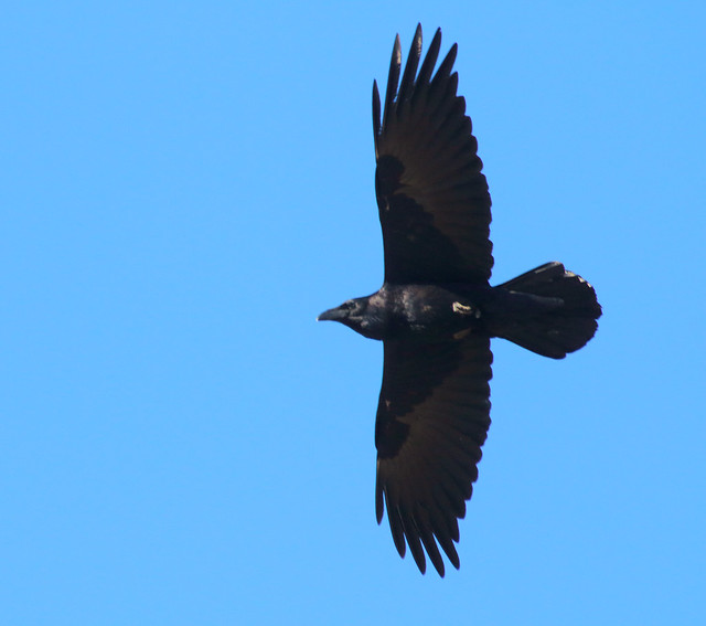 Common Raven (Corvus corax); Catalina, AZ, Catalina Regional Park [Lou Feltz]