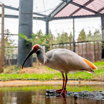佐渡トキ保護センターにて -Sado Japanese Crested Ibis Conservation Center-