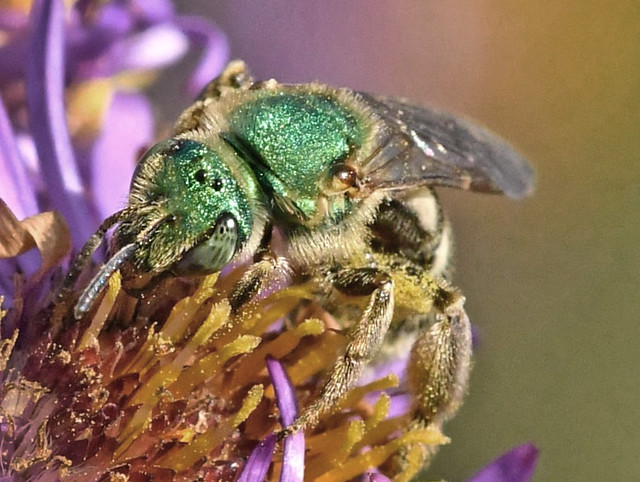 Sparkly Green Sweat Bee