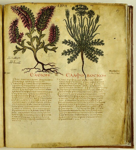Dioscorides codex neapolitanus
