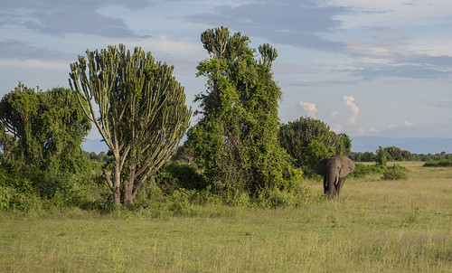 uganda queenelizabethnationalpark nationalpark