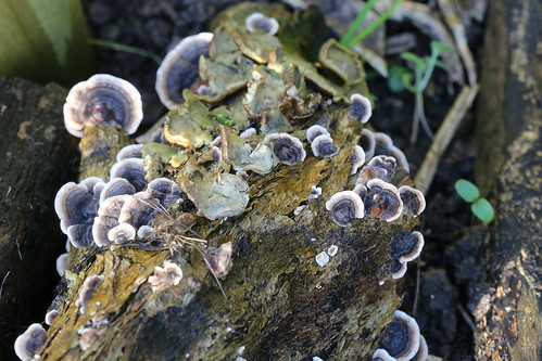 Garden fungi