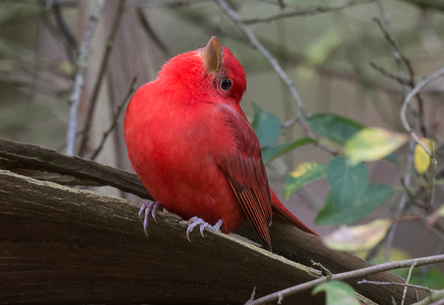 Summer Tanager bee watching