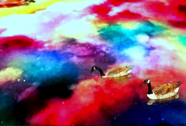 Pair of geese floating on colored abstract