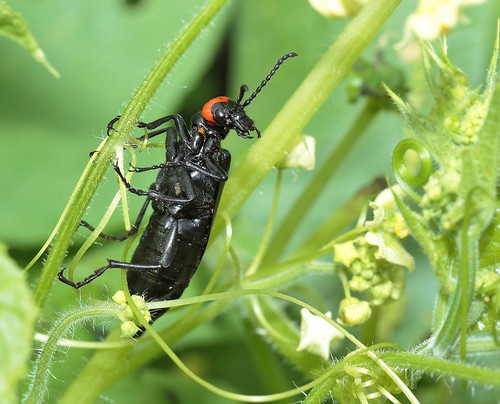 insectos escarabajos beetles canoneos700d canoneosrebelt5i ef100mmf28macrousm lyttaeucerachevrolat1834 lyttaeucera pipilaciega meloidae meloinae