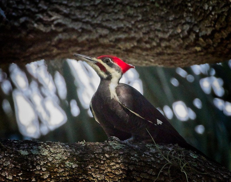 Pileated woodpecker with a bright red crest