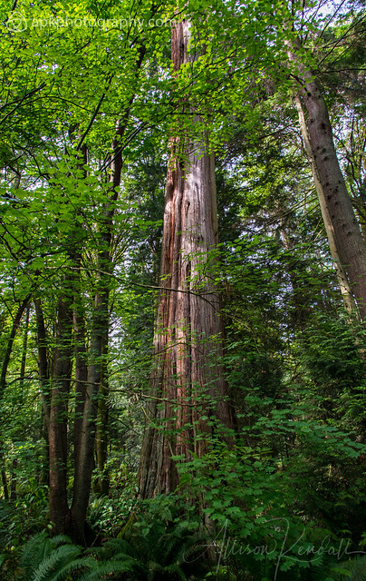 Portrait of a tree, Stanley Park, Vancouver