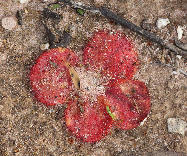 Red-leaved Sundew