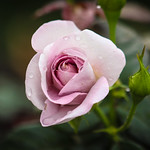mauve rose