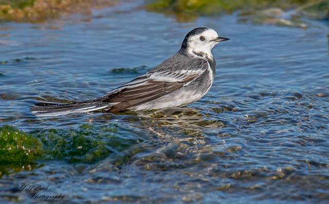 DSC7587 Pied Wagtail...