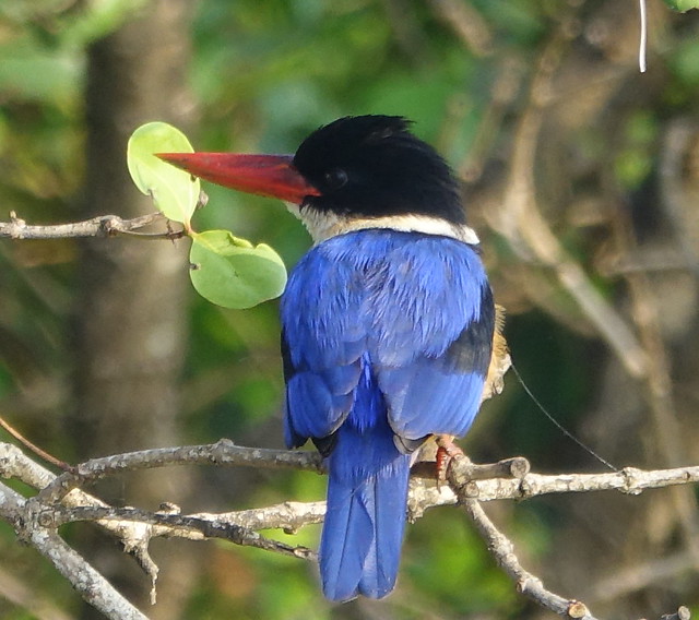 black capped kingfisher