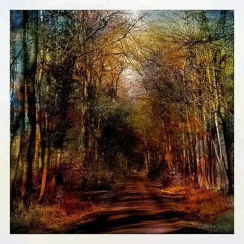 outdoor wood forestroad forest landscape nature painting digitalpainting digiart