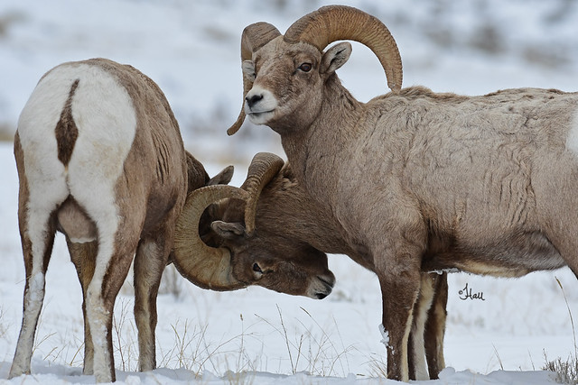 Does this look like a Bighorn Sheep Optical Illusion? I think it looks like there's a two-headed ram :) - 3809b+