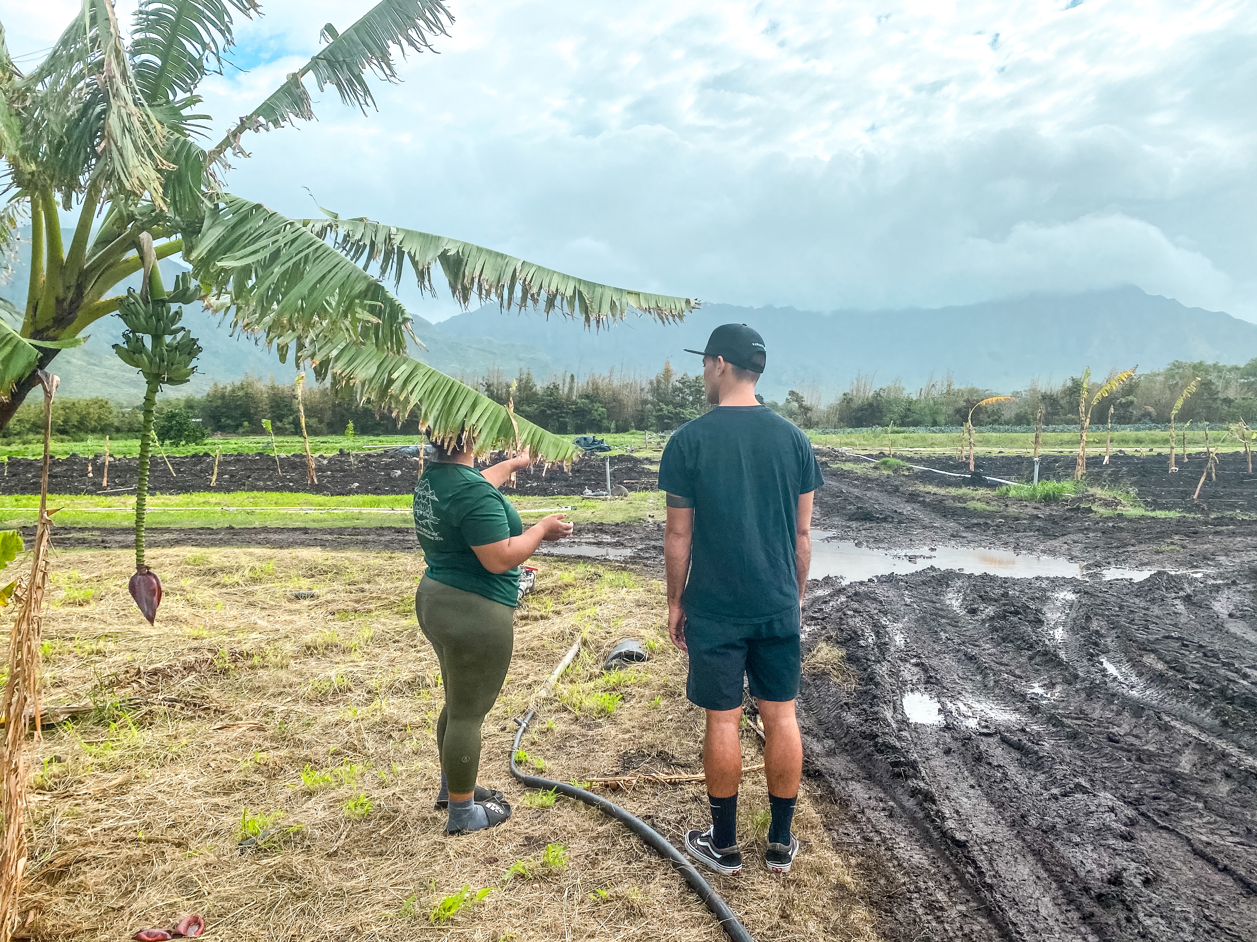 Ma'o Organic Farms - Waianae, Hawaii - Foodland Partner