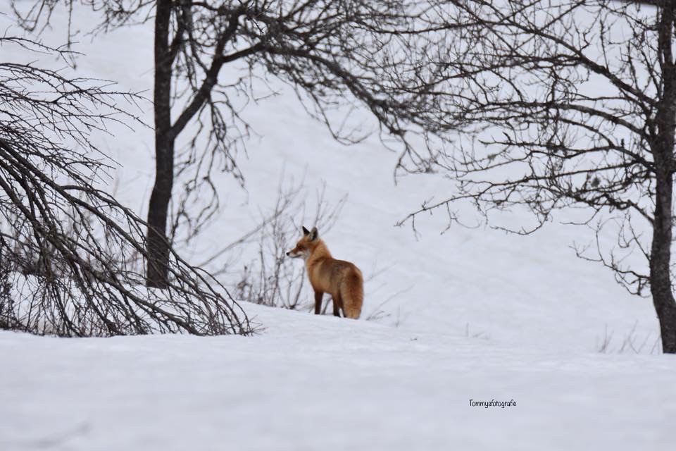 Fox in the snow in Rakovica