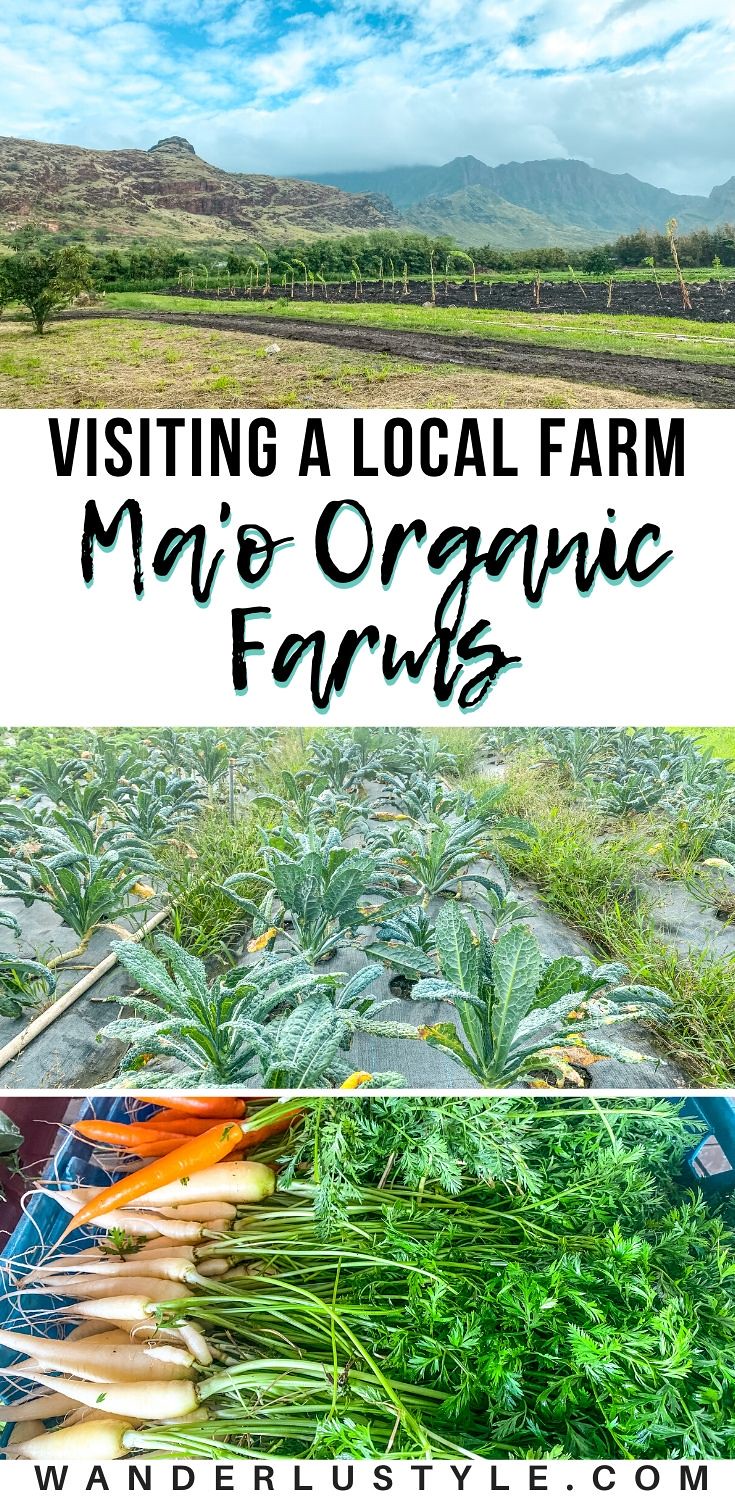 Ma'o Organic Farms - Waianae, Hawaii - Foodland Hawaii #EatLocalToday 