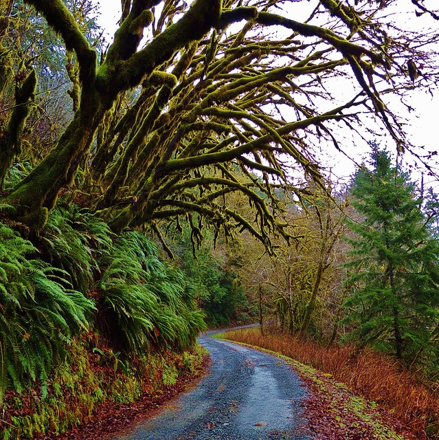 Oregon Coast - Winter Moss